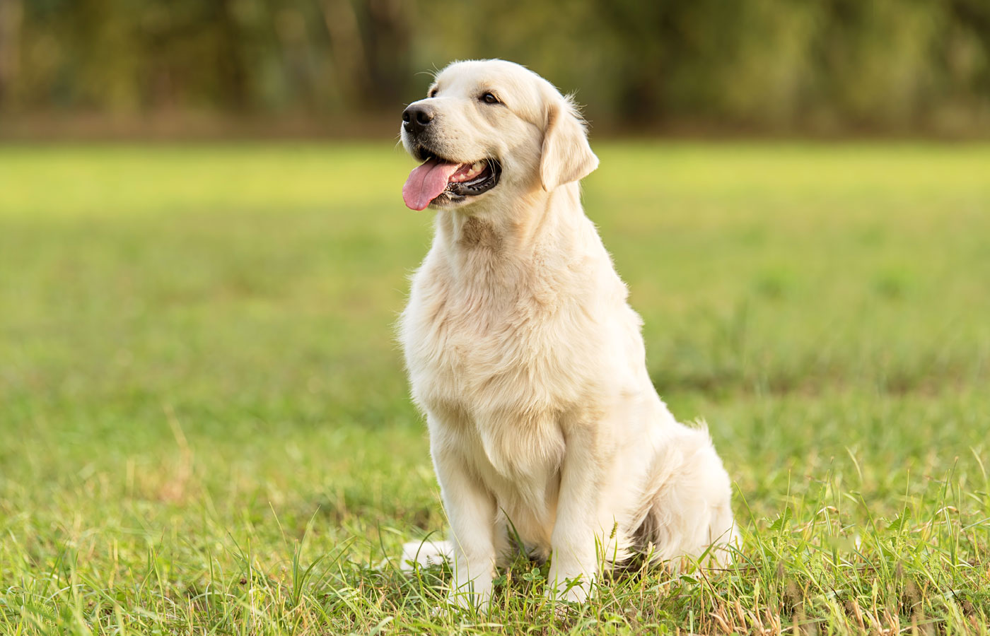 Beauty Golden retriever dog in the park