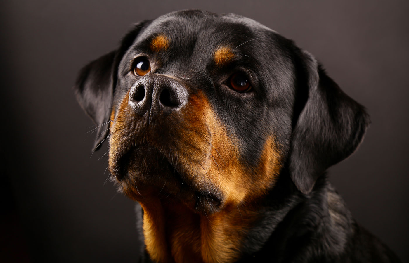 Beautiful dog Rottweiler on a black background close-up