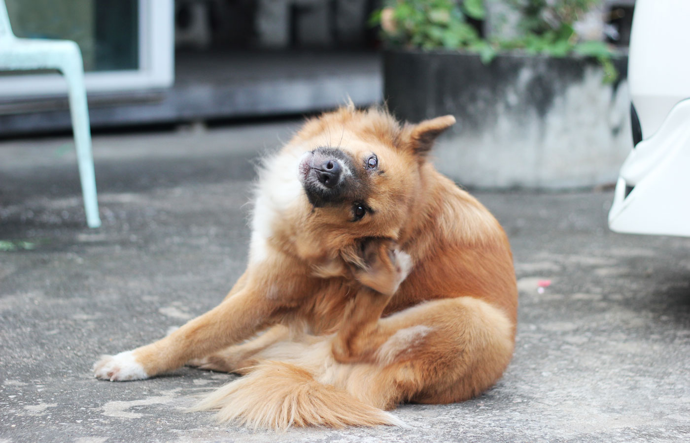 close up brown dog scratching its ear on siting position