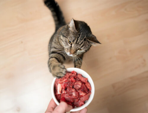 Homemade Diets: What Every Pet Parent Should Know