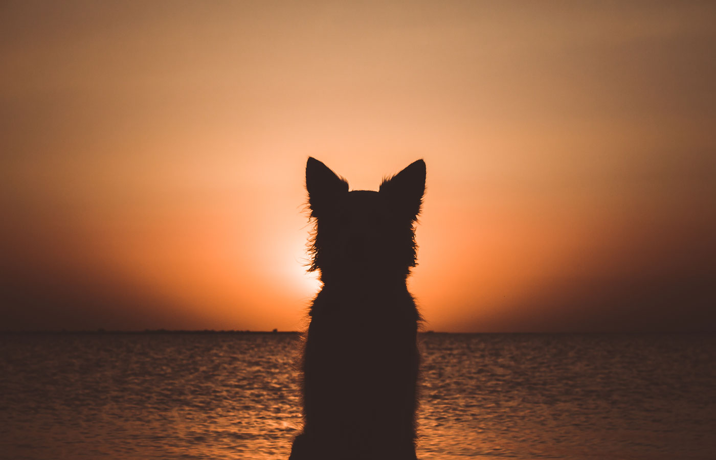 Silhouette of a white berger shepherd dog. Dog sits and looks at beautiful golden sunset (sunrise) near the ocean