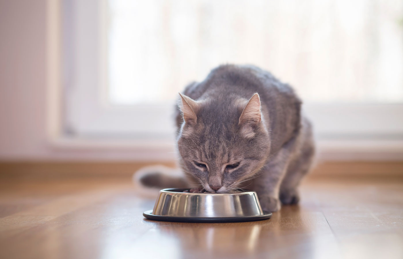 Beautiful tabby cat sitting next to a food bowl,