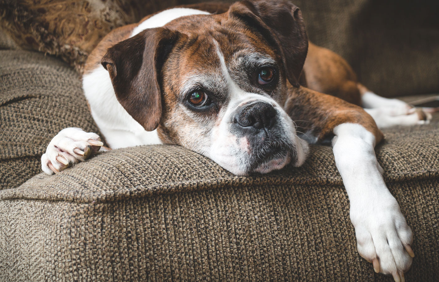 Old Boxer Dog