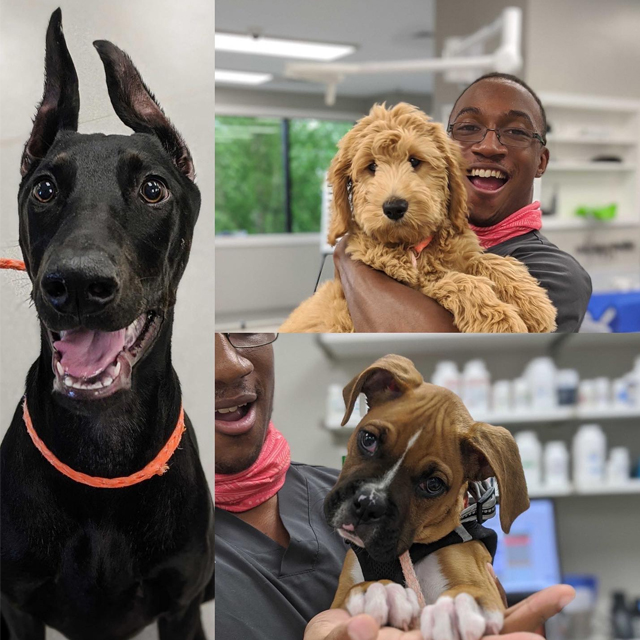 Registered Veterinary Technician