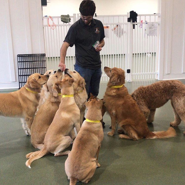 Pet Associate/Doggie Daycare Attendant