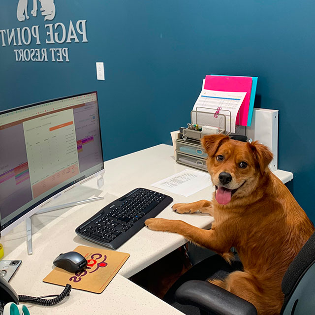 Resort Receptionist