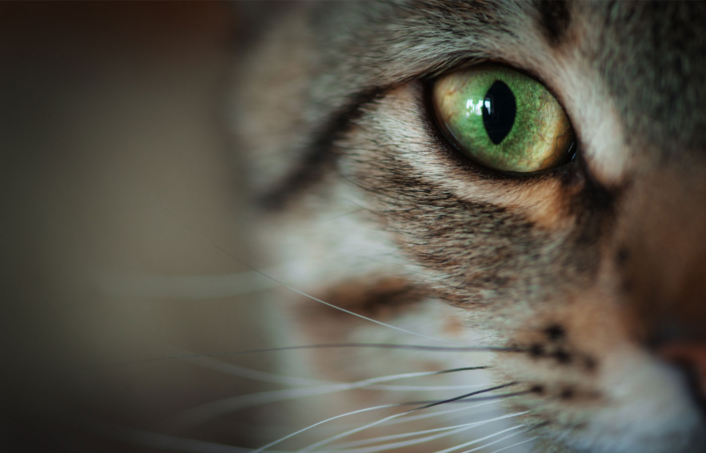 Closeup of tabby cat face.