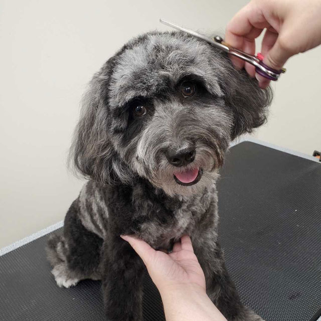Groomer