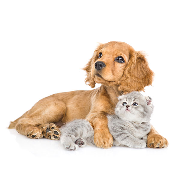 English,Cocker,Spaniel,Puppy,Dog,Hugs,Kitten.,Pets,Look,Up